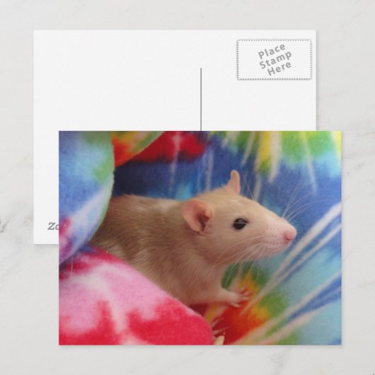 Baby Rat Postkarte (Vorne/Hinten)