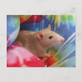 Baby Rat Postkarte