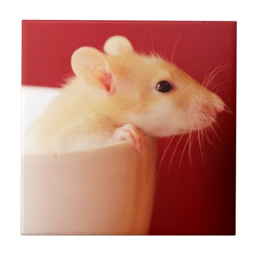 Baby-Ratte Fliese (Vorderseite)