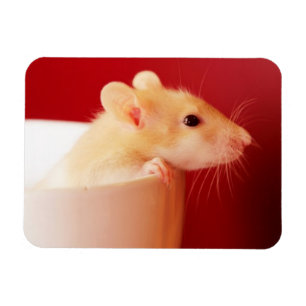 Baby-Ratte Magnet