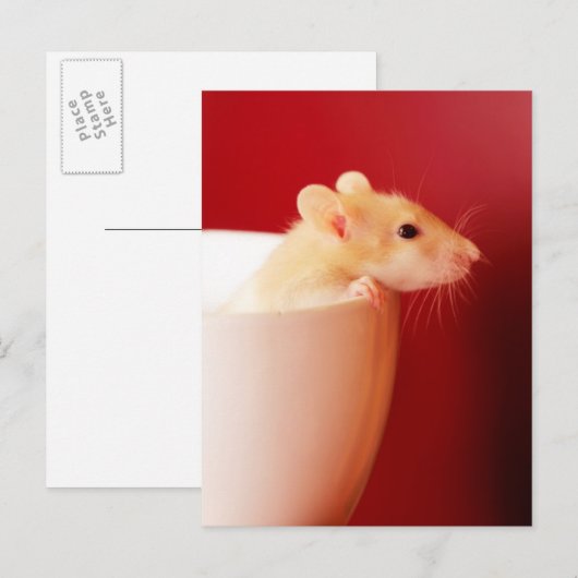 Baby-Ratte Postkarte (Vorne/Hinten)