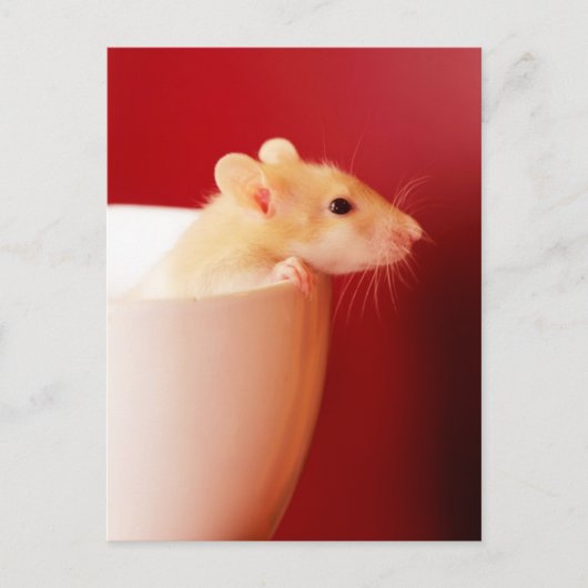 Baby-Ratte Postkarte (Vorderseite)