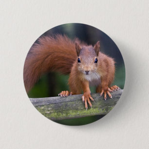Baby Red Abzeichen Button