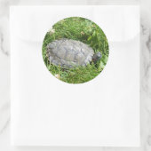 Baby Red Eared Slider Turtle Runder Aufkleber (Tasche)