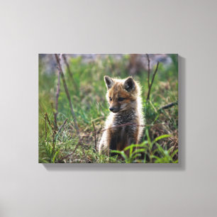 Baby Red Fox Leinwanddruck