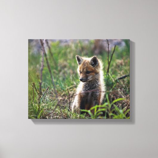 Baby Red Fox Leinwanddruck (Vorderseite)
