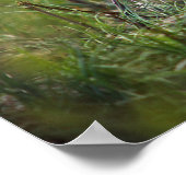 Baby Red Fox Poster (Ecke)