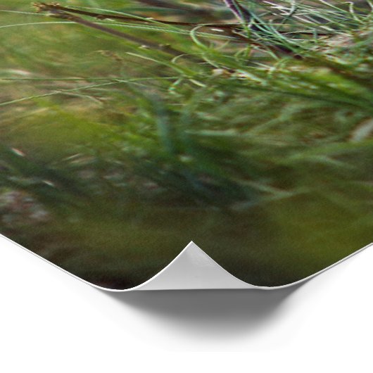 Baby Red Fox Poster (Ecke)