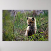 Baby Red Fox Poster (Vorne)