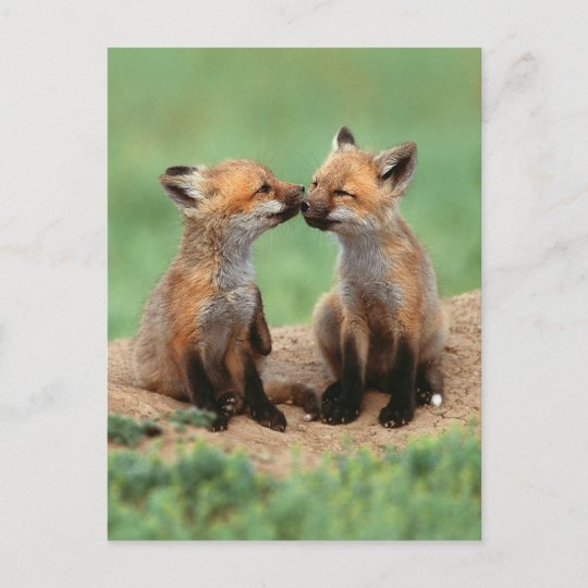 Baby Red Foxes Postkarte Zazzle De