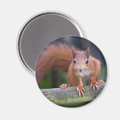 Baby Red Magnet (Vorderseite/Rückseite)