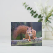 Baby Red Postcard Postkarte (Stehend Vorderseite)