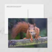 Baby Red Postcard Postkarte (Vorne/Hinten)