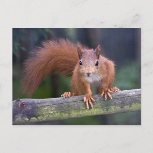Baby Red Postcard Postkarte (Vorderseite)