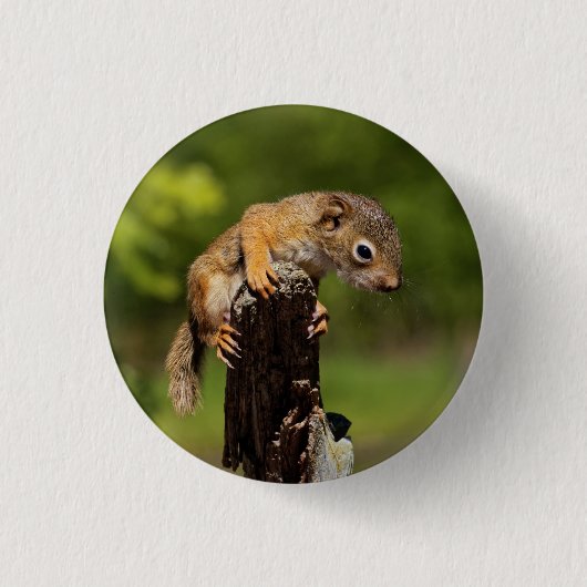 Baby Red Squirrel Button (Vorderseite)