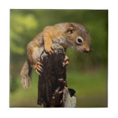 Baby Red Squirrel Fliese (Vorderseite)