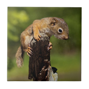 Baby Red Squirrel Fliese