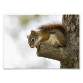 Baby Red Squirrel Fotodruck (Vorne)