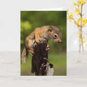 Baby Red Squirrel Karte (Gelbe Blume)