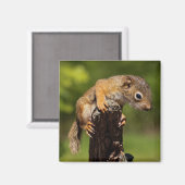 Baby Red Squirrel Magnet (Vorderseite/Rückseite)