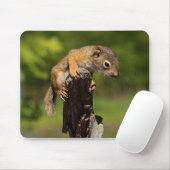 Baby Red Squirrel Mousepad (Mit Mouse)