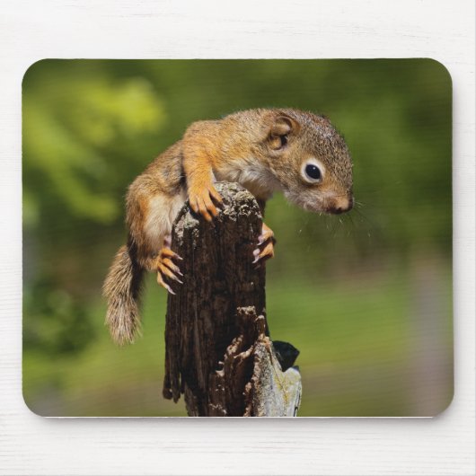 Baby Red Squirrel Mousepad (Vorne)