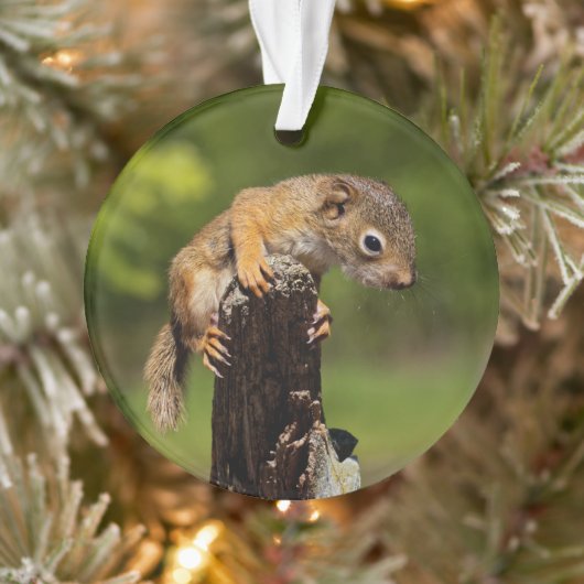 Baby Red Squirrel Ornament (Baum)