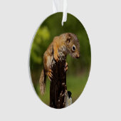 Baby Red Squirrel Ornament (Vorderseite)
