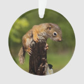 Baby Red Squirrel Ornament (Vorderseite)