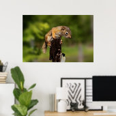 Baby Red Squirrel Poster (Heimbüro)
