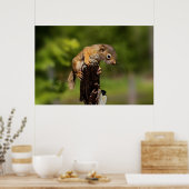 Baby Red Squirrel Poster (Küche)