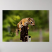 Baby Red Squirrel Poster (Vorne)