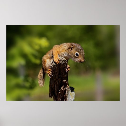 Baby Red Squirrel Poster (Vorne)