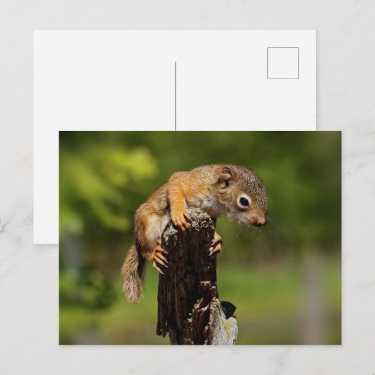 Baby Red Squirrel Postkarte (Vorne/Hinten)