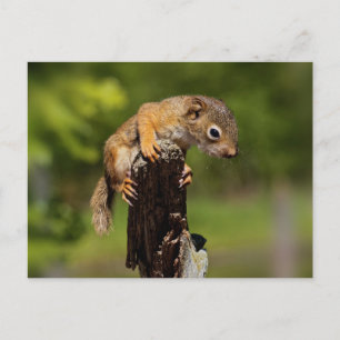 Baby Red Squirrel Postkarte