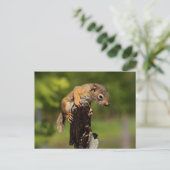 Baby Red Squirrel Postkarte (Stehend Vorderseite)