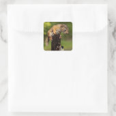 Baby Red Squirrel Quadratischer Aufkleber (Tasche)