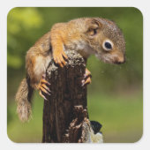 Baby Red Squirrel Quadratischer Aufkleber (Vorderseite)