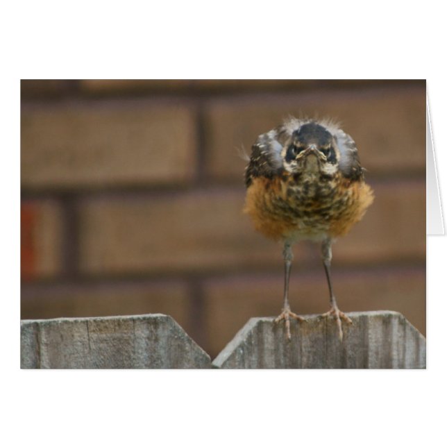 Baby Robin (Vorderseite (Horizontal))