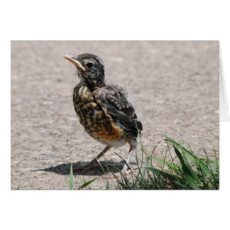 Baby Robin auf der Suche