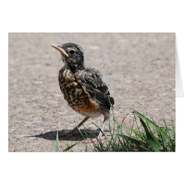 Baby Robin auf der Suche (Vorderseite (Horizontal))