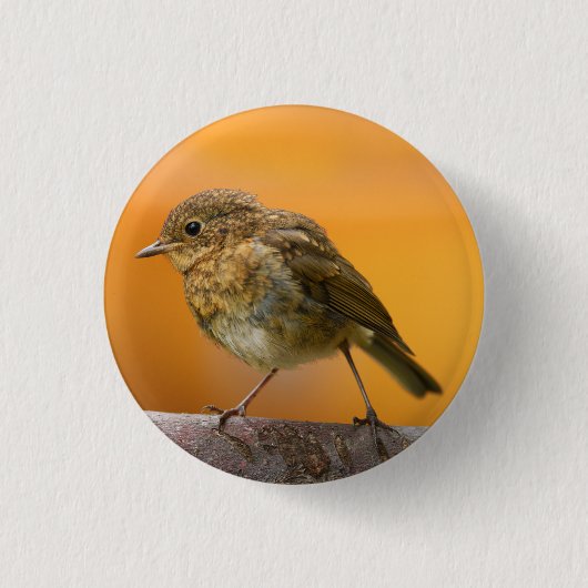 Baby Robin auf einem Baumzweig Button (Vorderseite)