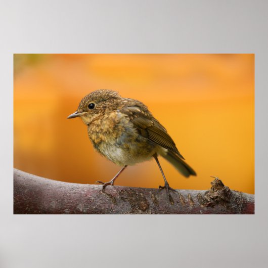 Baby Robin auf einem Baumzweig Poster (Vorne)