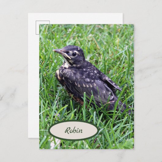 Baby Robin gerade aus Nest Bird-Fotografie Postkarte (Vorne/Hinten)