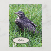 Baby Robin gerade aus Nest Bird-Fotografie Postkarte (Vorderseite)