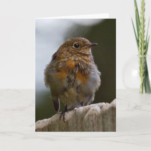 Baby Robin Greeting Card Karte (Vorderseite)