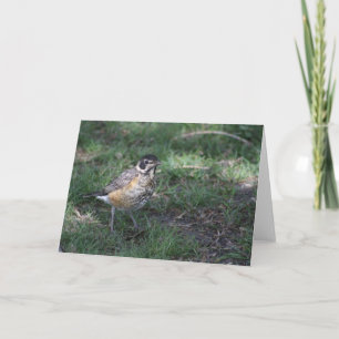 Baby Robin Grußkarte Karte
