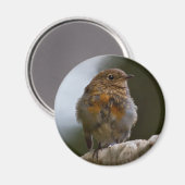 Baby Robin Magnet (Vorderseite/Rückseite)