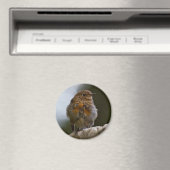 Baby Robin Magnet (In Situ (Geschirrspüler))