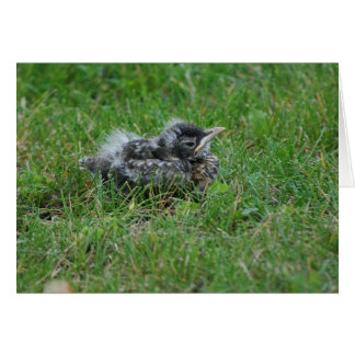 Baby Robin nimmt eine kleine Erholung.